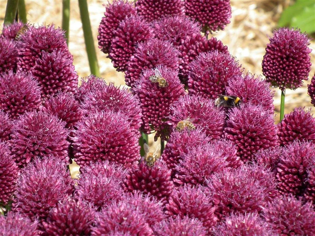 The park area busy bees on alliums by warmenhoven 2